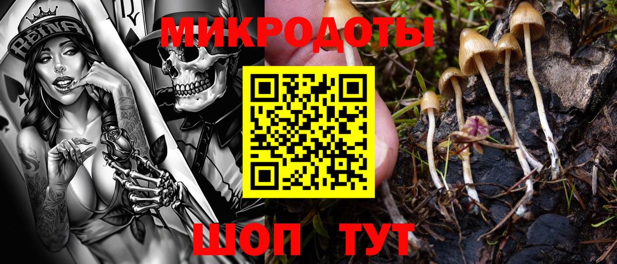 Галлюциногенные грибы Psilocybe Чайковский