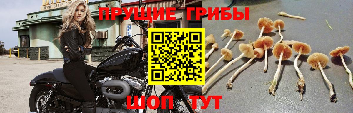 Галлюциногенные грибы GOLDEN TEACHER  Вход с VPN  Чайковский  Галлюциногенные грибы ЛСД 